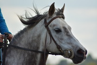 Bienvenus au Haras du Pacault